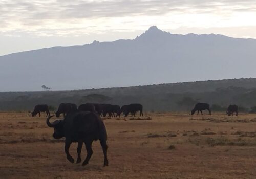 Amazing Kenya Safari 6 Nights 7 Days