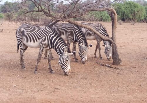 Kenya Deluxe Private Safari 4 Nights 5 Days